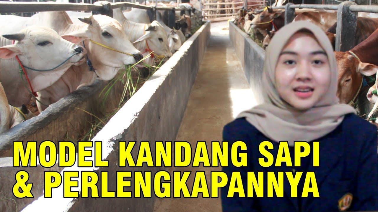
                                 Belajar-Membuat-Kandang-Sapi-Serta-Kelengkapan-Peralatan-Beternak